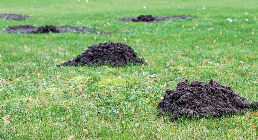 Ha ezeket a növényeket elülteted, a vakond messziről kerülni fogja a kerted