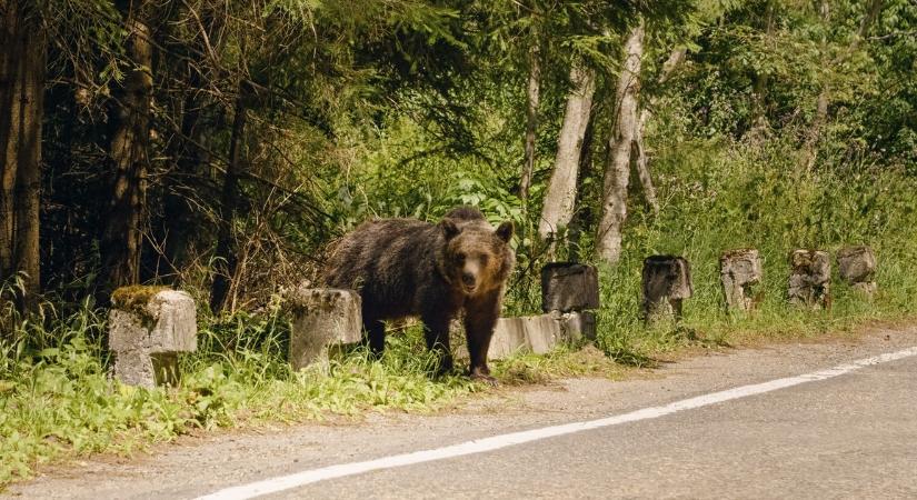 Vérfagyasztó tragédia: 34 éves férfi hunyt el medvetámadásban