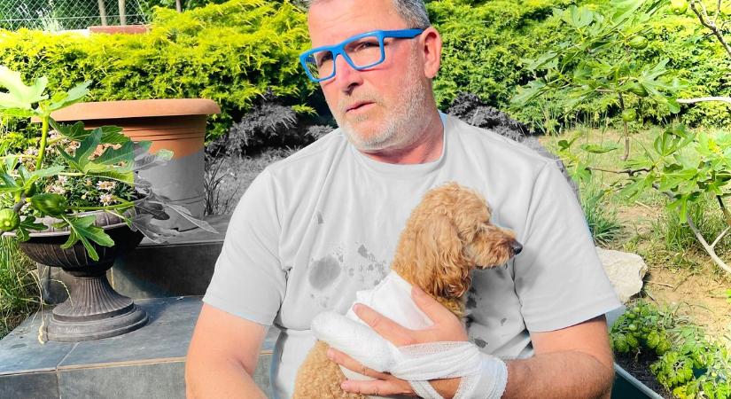 A kezét áldozta fel a kiskutyája életéért a népszerű író – Őrjöngő harci eb tépte szét Endre csuklóját