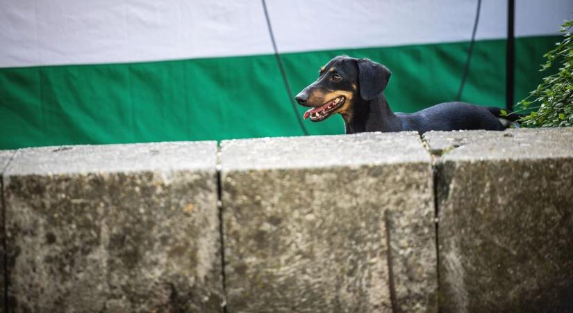 Az igazak álmát aludnád, már ha nem ugatna egyfolytában a szomszéd kutyája - a jegyző válaszol