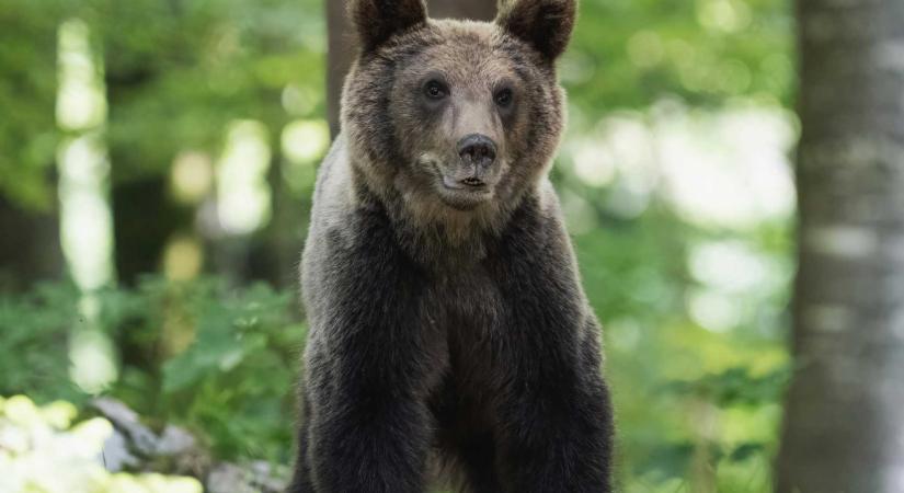 Félnap alatt négy riasztást küldtek ki medve miatt Hargita megyében