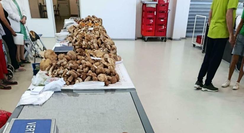 Lemenőben a nyári vargánya első hulláma, de több más gombafaj is megjelent a Mecsekben