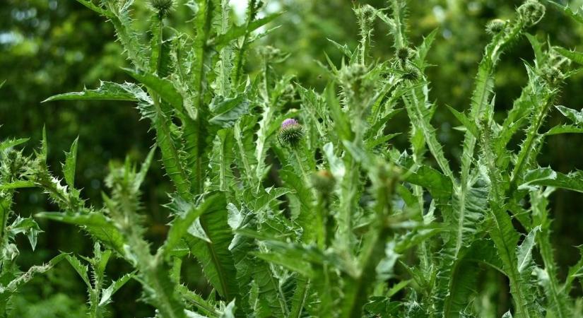 Gigantikus méretű növény nőtt az egyik zalai falu határában: te megijednél tőle? (videó)