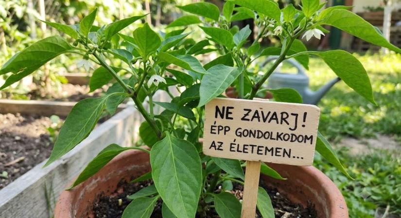 Miért nem terem a paprika? A júniusi csendnek több oka lehet