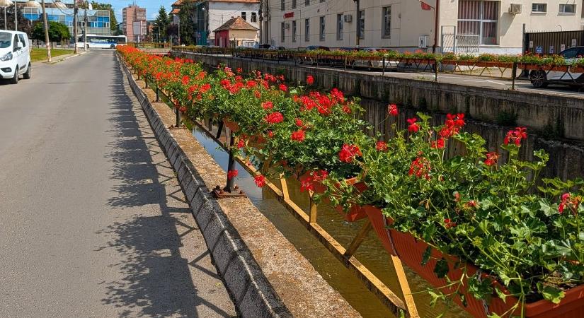 Virágba borul Marosvásárhely: háromezer tő futómuskátli díszíti a Poklos-patak korlátját