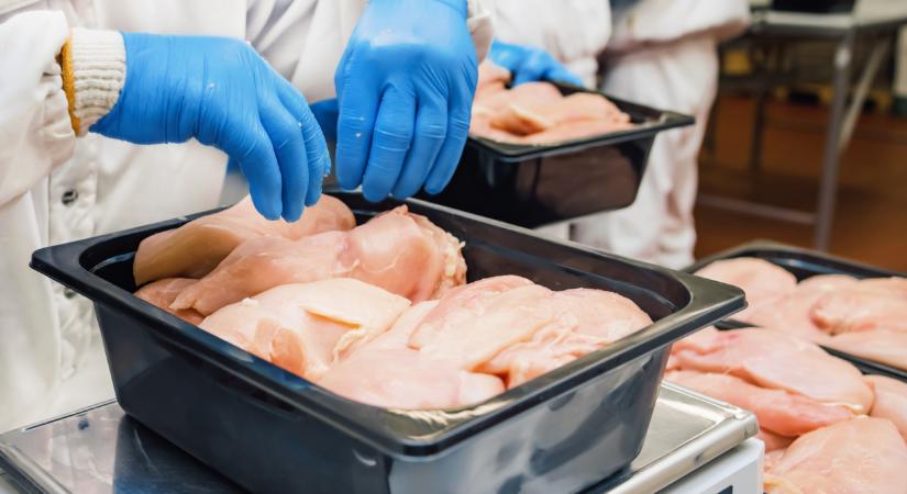 Ömlik a pénz a magyar baromfiiparba: így zárták az évet a hazai óriások