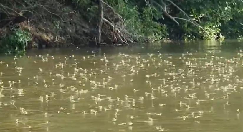 Rendőrség: Megkezdődött a Tisza virágzása