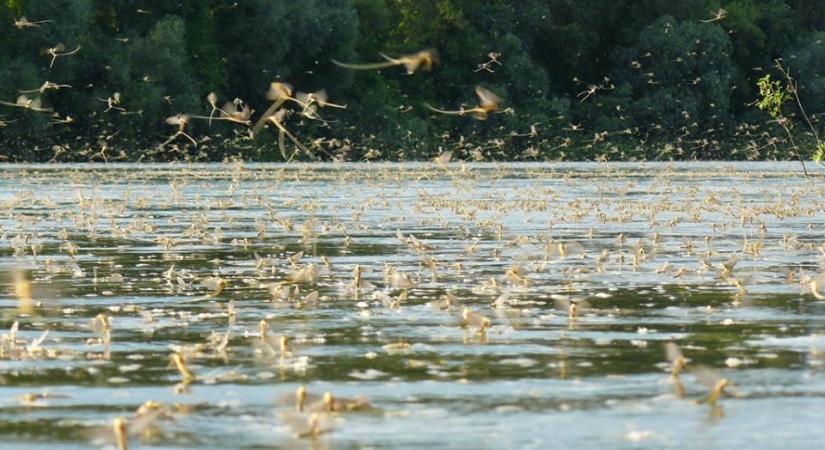 Tiszavirágzás – egy természeti csoda, amelyet a rendőrség is óv