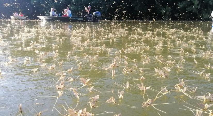 Az időjárás belekavart a Tisza virágzásába