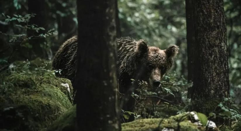 Újabb vérfagyasztó medvetámadás: egymás után támadt a turistákra a fenevad