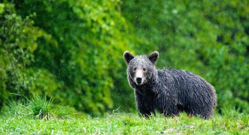 Egy nap alatt három külföldi turistára támadt medve a Transzfogarasi úton