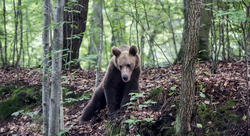 Etetni és fényképezni akartak: egy nap alatt három turistára támadt medve a Transzfogarasi úton