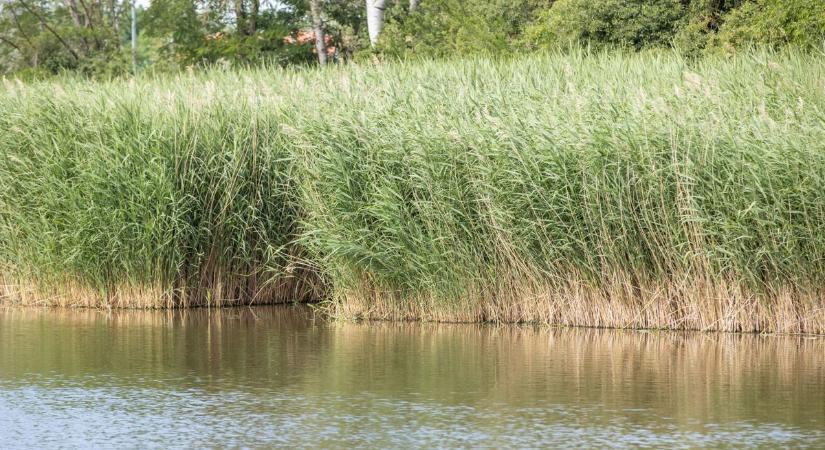 Medertisztítás és vízutánpótlás: Így védik a székesfehérvári tavakat