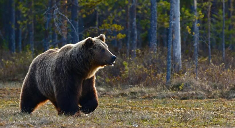 Fotózni akarták a medvét Erdélyben, rémálom lett a vége