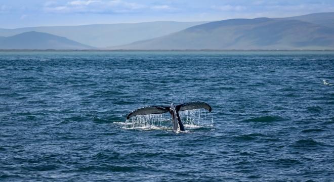 Új bálnafajt azonosítottak az Egyesült Államok partjainál