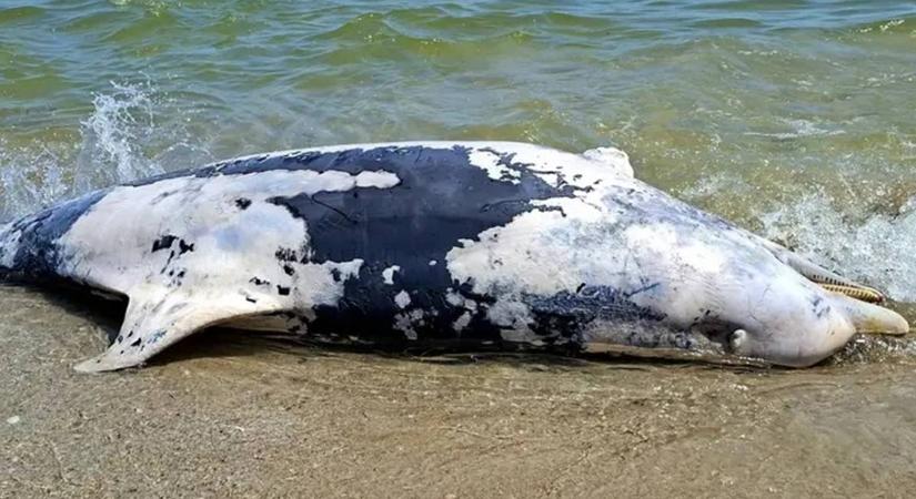 Tömeges delfinpusztulást jelentettek Odessza megyében