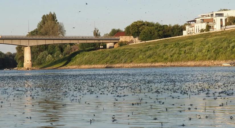 Elindult a Tisza egyik legkülönlegesebb természeti csodája