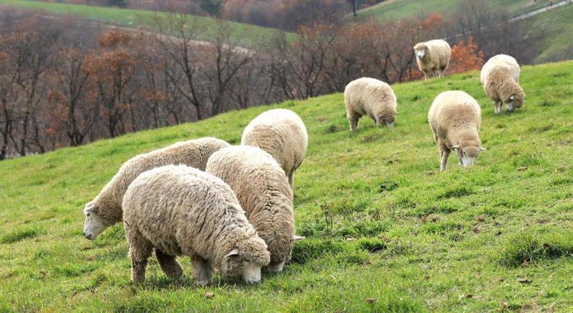 Rendkívüli mentőövet dob a kormány a juh- és sertéstartóknak