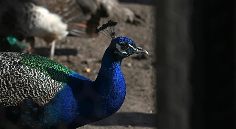 Többhetes hajsza után sikerült befogni a pécsi állatkertből megszökött begerjedt pávakakast