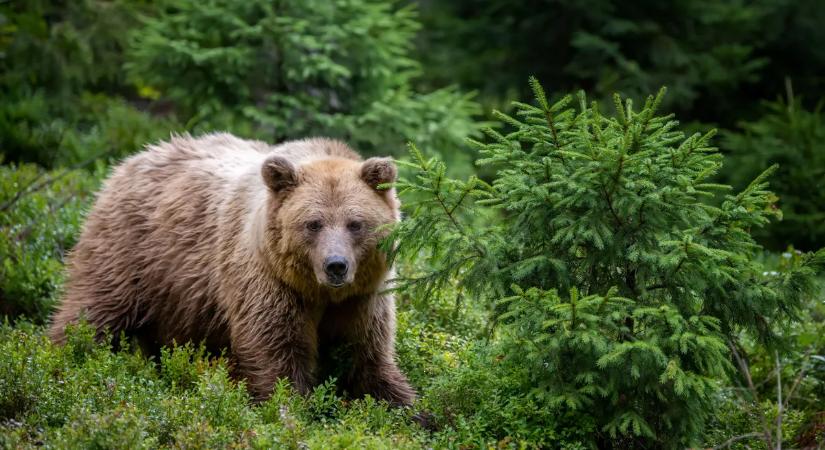 Ismét medvéket láttak Magyarországon - figyelmeztetést adtak ki a turistáknak