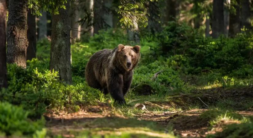 Barnamedvéket láttak az Aggteleki Nemzeti Parkban