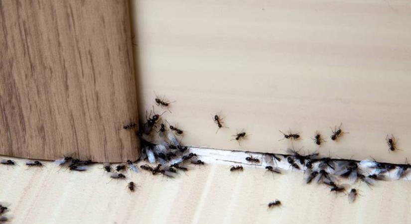 Ellepték a hangyák a lakást? Ezek a természetes módszerek segíthetnek vegyszerek nélkül