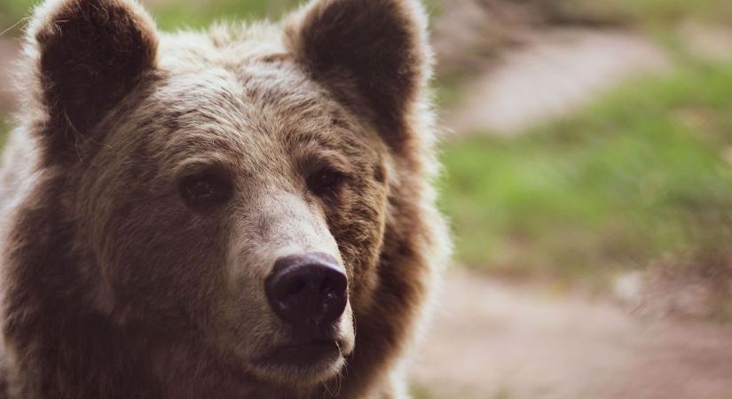 Újabb medvéket láttak Magyarországon: ezúttal anyamedve bukkant fel bocsával
