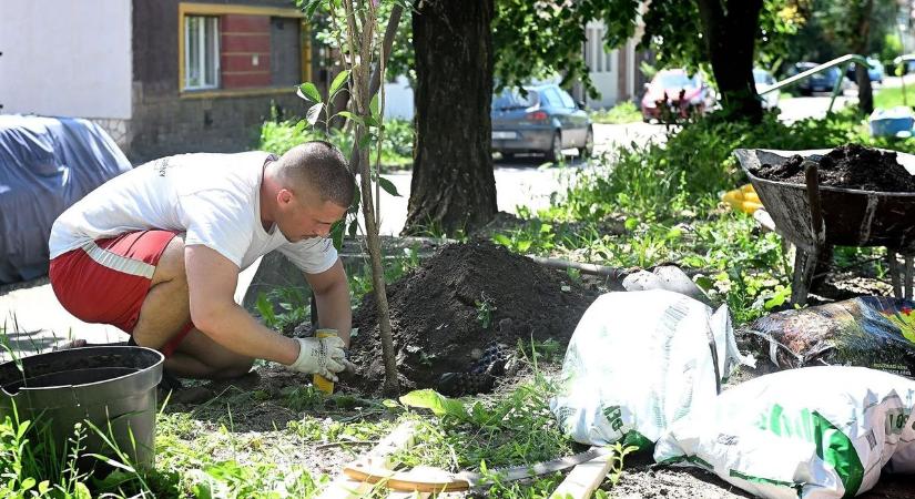 Kiderült, miért kellett kivágni a fákat az egri utcában – most pótolták őket