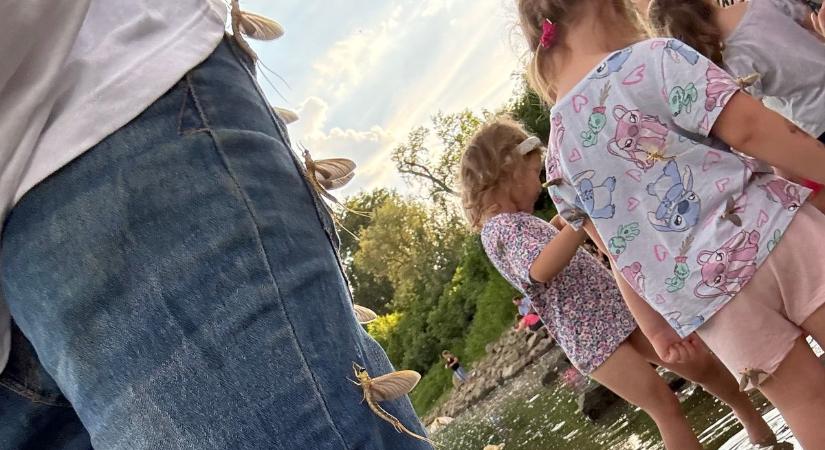 Lenyűgöző felvételek a szolnoki tiszavirágzásról: tömegesen szálltak rá a kérészek a nézelődőkre – videóval!
