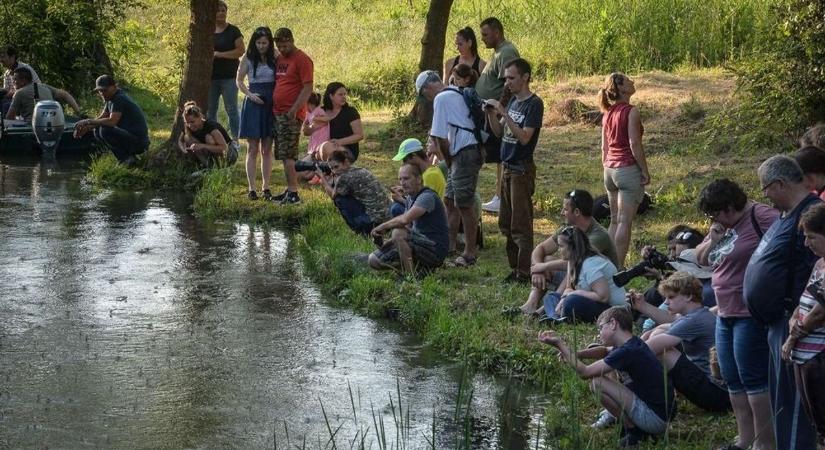 A lenyűgöző tiszavirágzás megzavarói komoly büntetést kockáztatnak