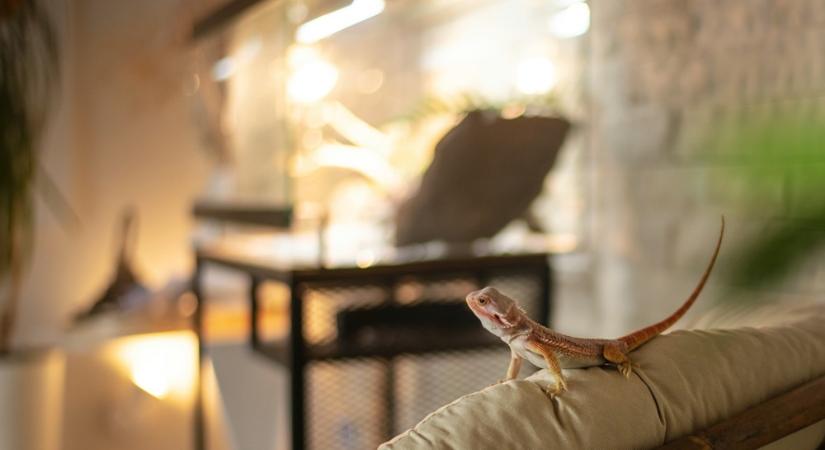 Cuki kis dinoszaurusz vagy állatorvosi számla? Amit a szakállas agáma tartásáról tudni kell