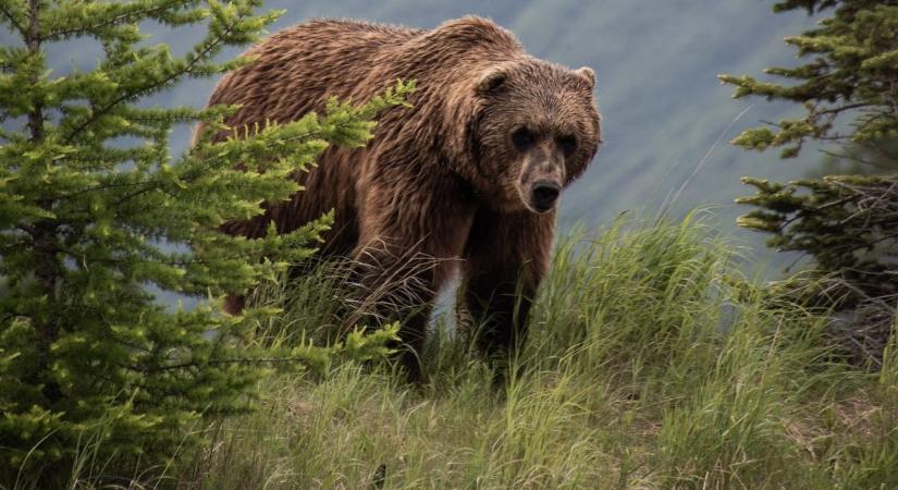 Medveriadó a határnál: kirándulókat figyelmeztet a nemzeti park