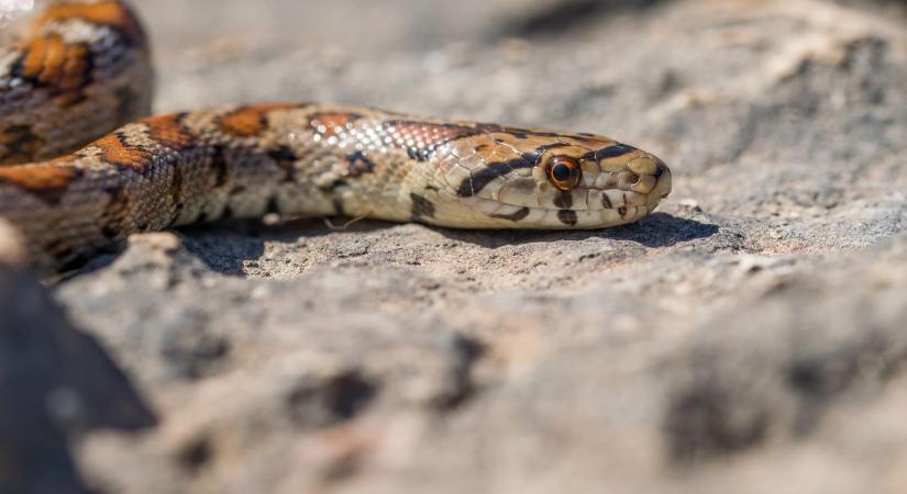 Meglepő invázió aggasztja Mallorcát és Ibizát: egyre több a kígyó