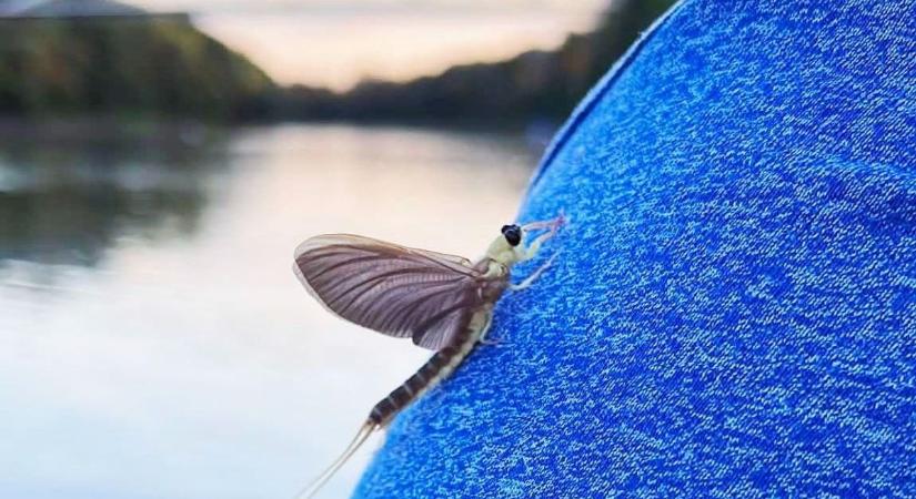 Itt a Tisza egyik legszebb látványossága, de vigyázat, brutális bírság jár a szabályszegőknek!