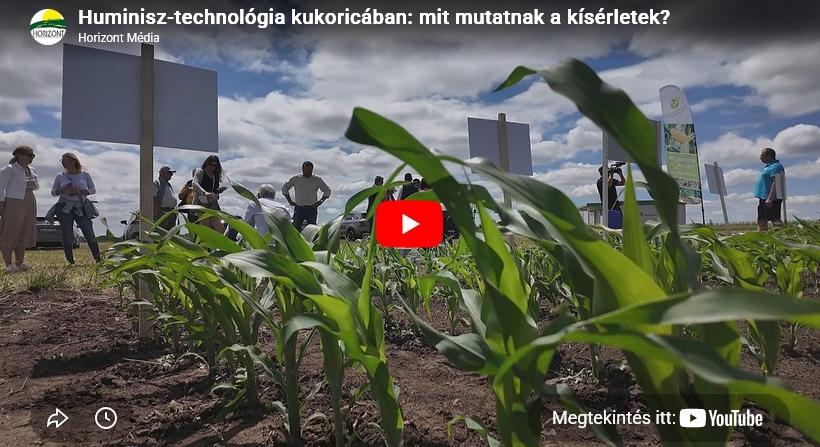 Huminisz-technológia kukoricában: mit mutatnak a kísérletek?