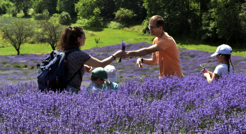 Tihanytól Szegedig tombol a lila láz, mutatjuk a legjobb levendula-lelőhelyeket