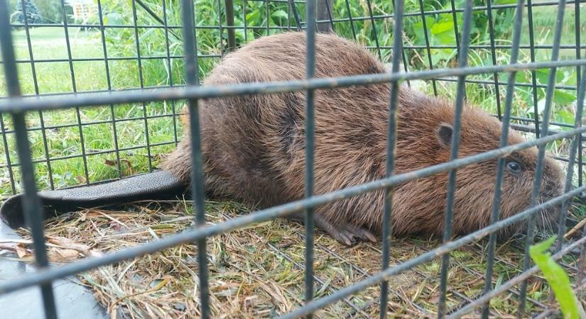 Hódot fogtak a szombathelyi Tófürdőn