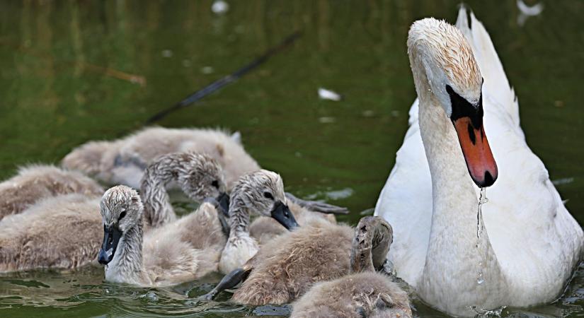 Cukiságbomba a Búvár tavon: hét kis hattyú nevelkedik Szeged lakótelepének közepén