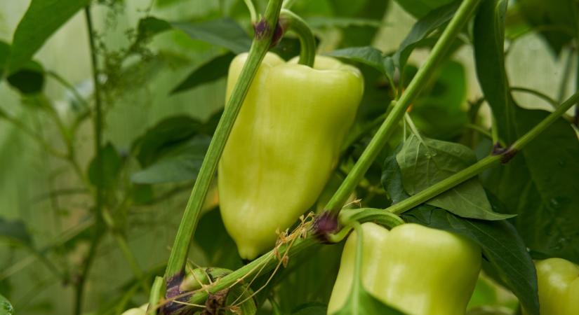 A kerti locsolás rejtett csapdái: Mennyi vizet kér a paprika és a paradicsom, hogy ne repedjen meg a termés?