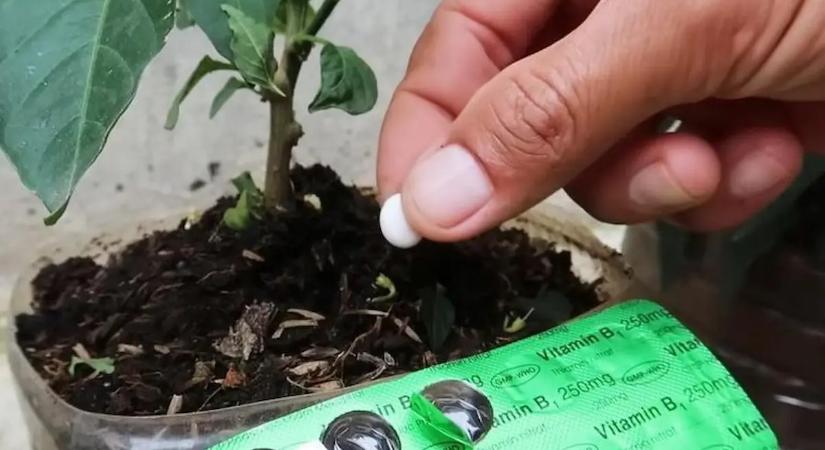 Ez a chili paprika titka: ezzel a házi trükkel roskadozni fognak