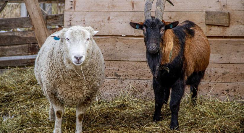 Lecsengőben a juh- és kecskehimlő Maros megyében – Súlyos veszteségekkel számolnak a gazdák