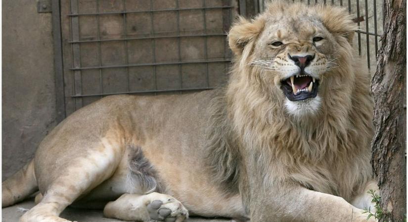 Így búcsúzik egykori gondozója az állatok királyának gyöngyösi tiszttartójától