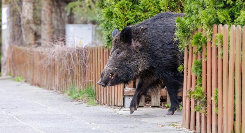 Ki ül a vádlottak padján, ha baj történik? Tisztázatlan a felelősség a belterületi puskahasználatnál
