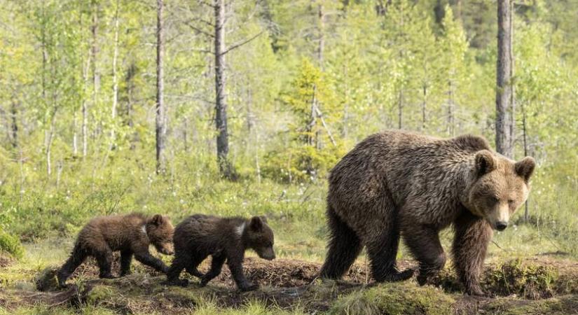 Anyamedvét láttak az Aggteleki Nemzeti Parkban: a kirándulóknak erre kell vigyázni