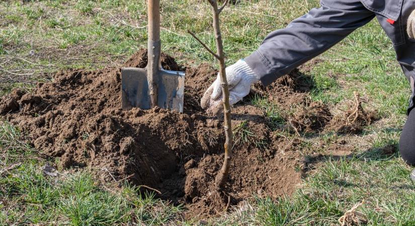 LOMBkoronás Székesfehérvár: ültess fát és zöldítsd a környezeted!