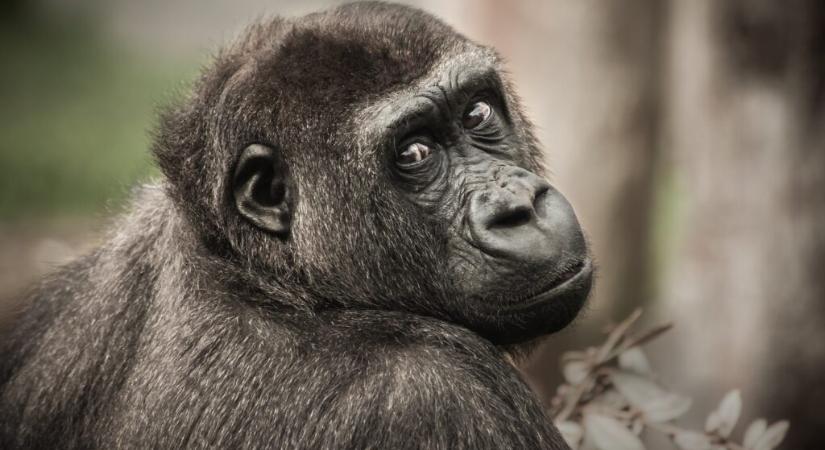 Tarol a szerelmi vita után merengő gorilla videója