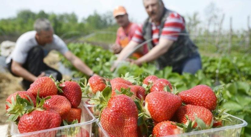 Válságban a hazai szamócatermelők: ez vitte be a kegyelemdöfést