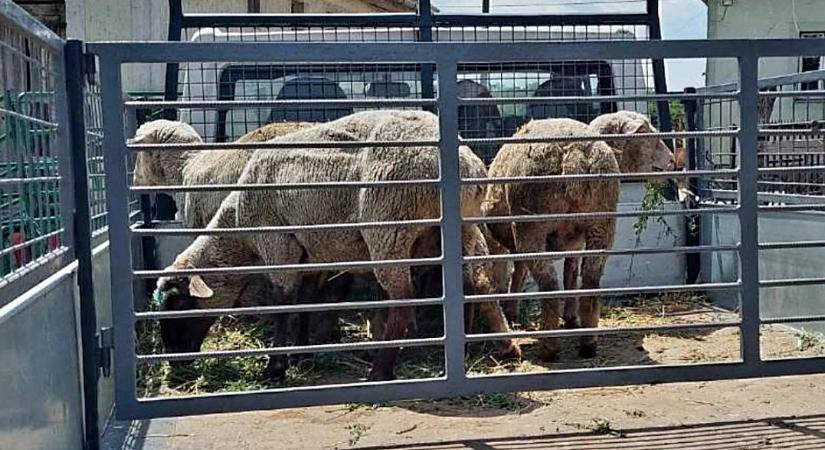 A bárányok hallgatnak, de valaki köpött: hamar meglettek a birkatolvajok