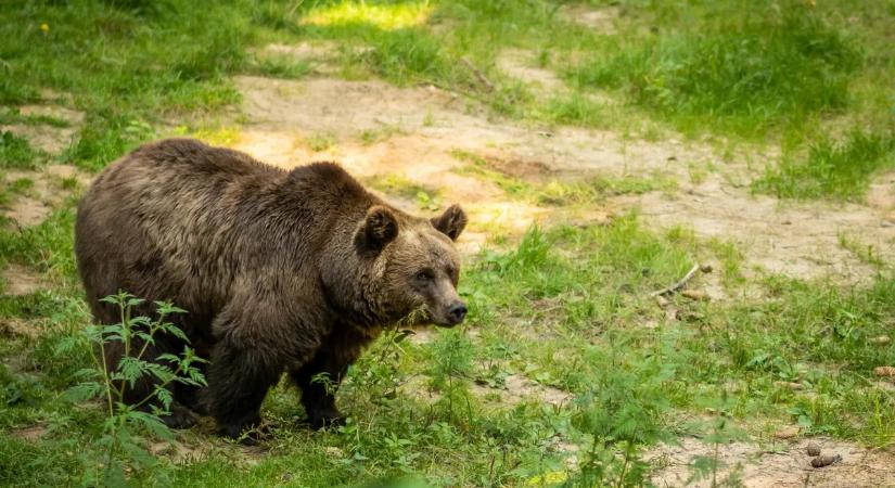 Riadó a magyar erdőkben: Anyamedve és bocsa tűnt fel a Nemzeti Parkban, azonnali figyelmeztetést adtak ki!