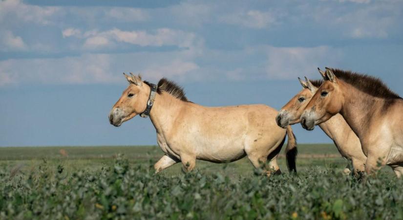 A Hortobágyról a sztyeppére: újra szabadon élnek a Przewalski-vadlovak Kazahsztánban